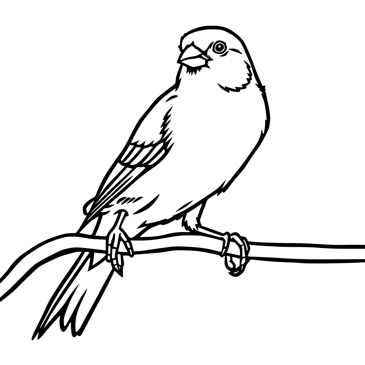 kanarie