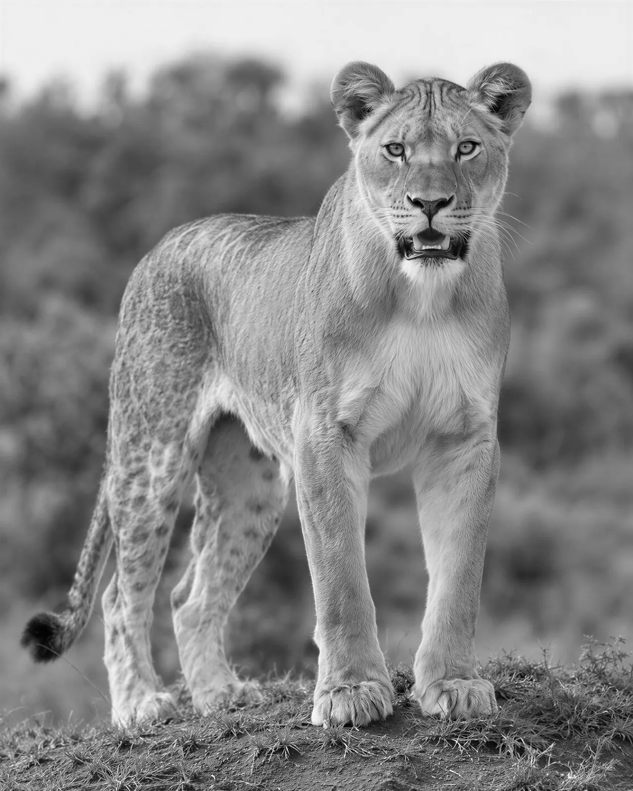 Fixed Tree Stand A majestic lioness stands alert on a grassy mound with a blurred ...