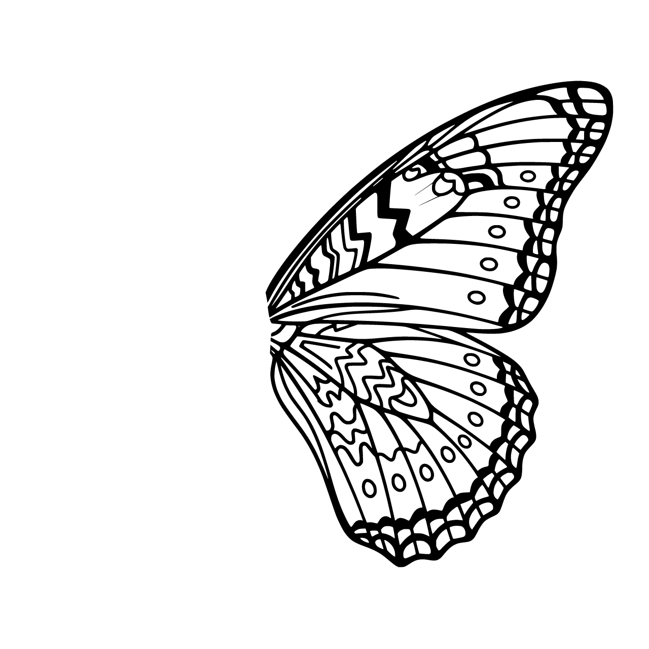 Butterfly wing with fine detail